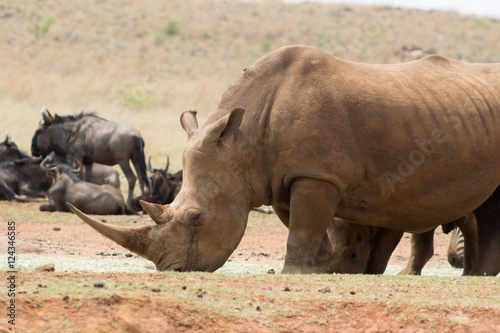 white rhinoceros