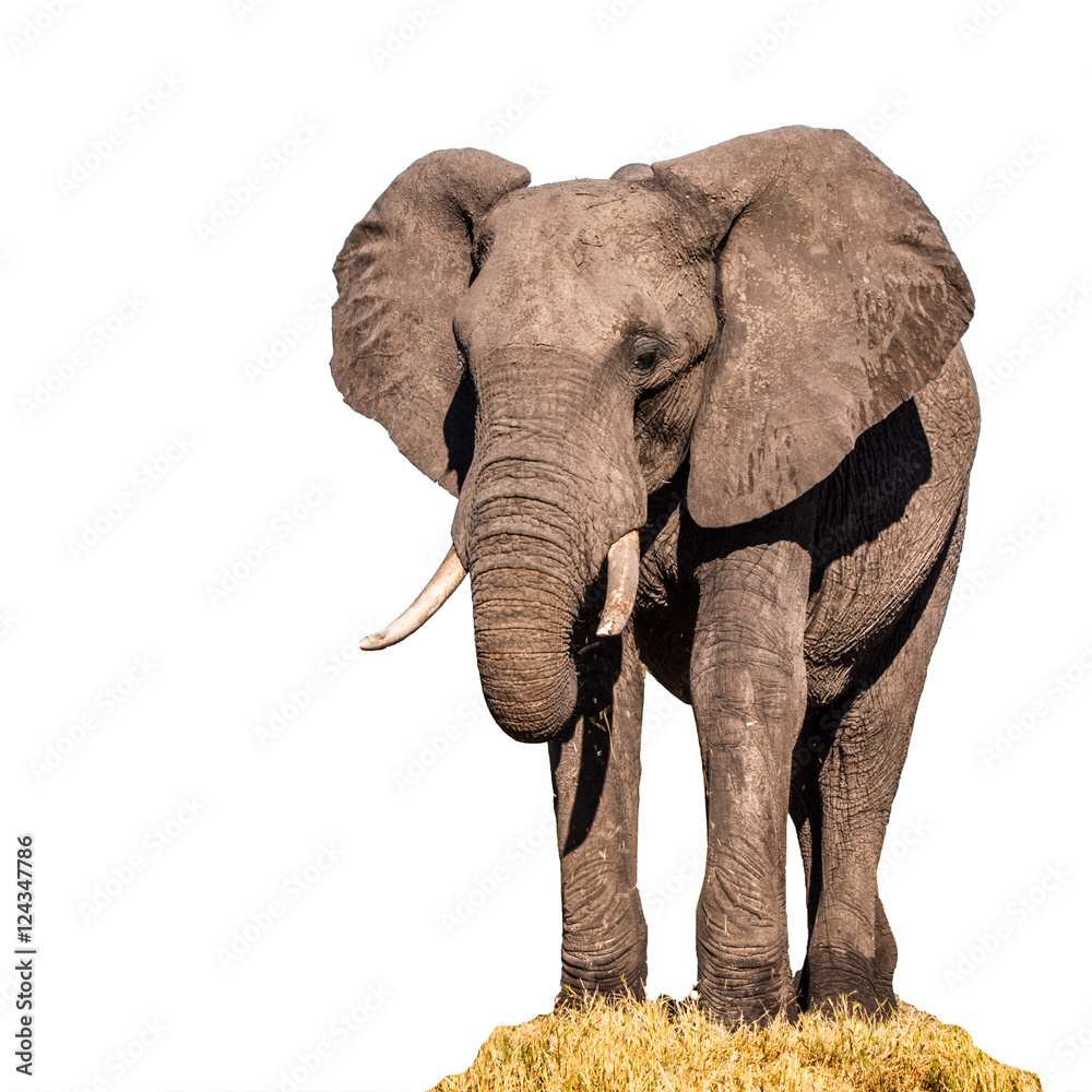 Obraz premium Huge african elephant standing on in the grass and eating. Isolated on white background.