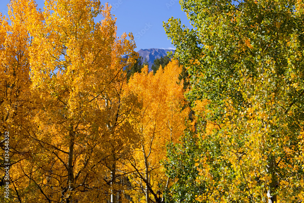 Pikes Peak and Autumn Aspen Trees