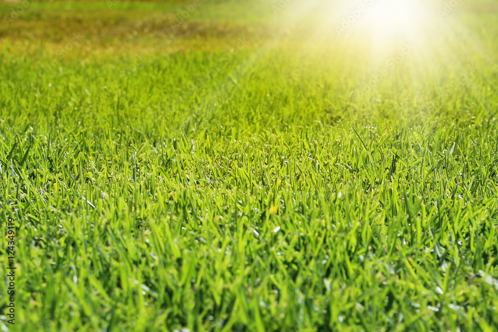 Fresh trimmed green grass in sunlight rays. Abstract foliage background in soft focus.