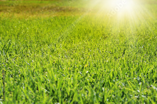 Fresh trimmed green grass in sunlight rays. Abstract foliage background in soft focus.