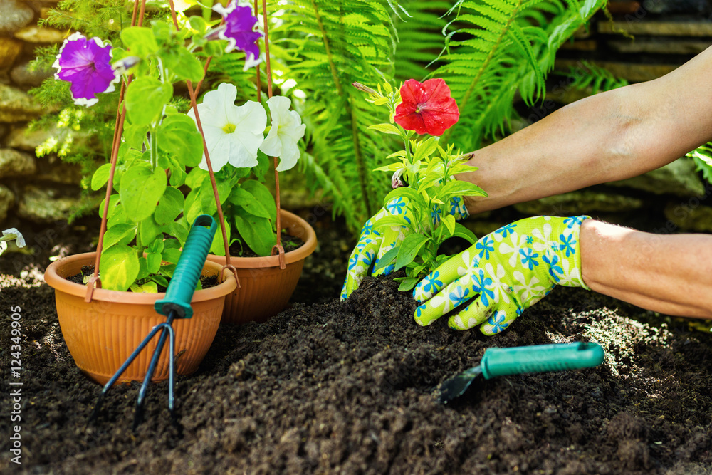 Foto Stock Gardening tools in the garden. Gardeners hand planting ...