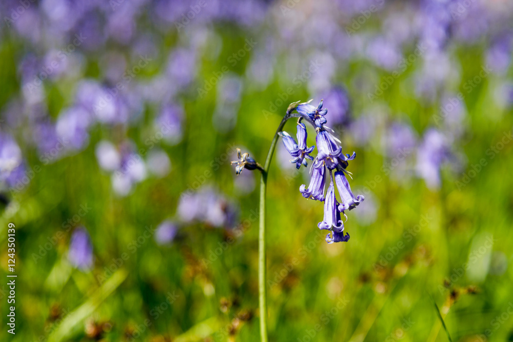 Blue bell Close Up Blue bell Close Up