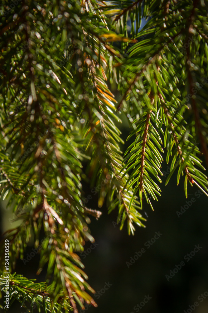 Christmas tree, fur-tree, fir, fir tree Christmas tree, fur-tree, fir, fir tree