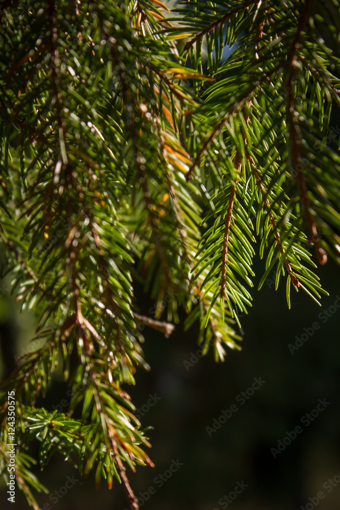 Christmas tree, fur-tree, fir, fir tree Christmas tree, fur-tree, fir, fir tree