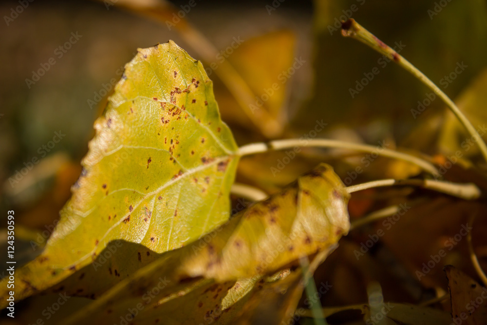 autumn