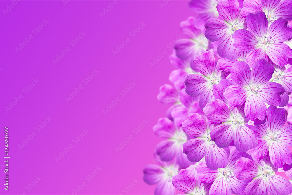 The Geranium Flowers On A Purple Background With Space For Text The Geranium Flowers On A Purple Background With Space For Text