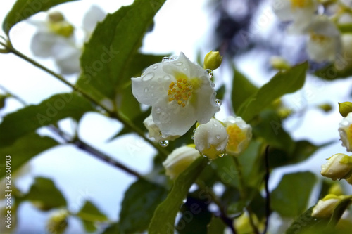 White jasmine with the rain drops