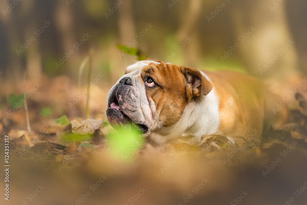 Dreamy photo of dog in autumn forest Dreamy photo of dog in autumn forest