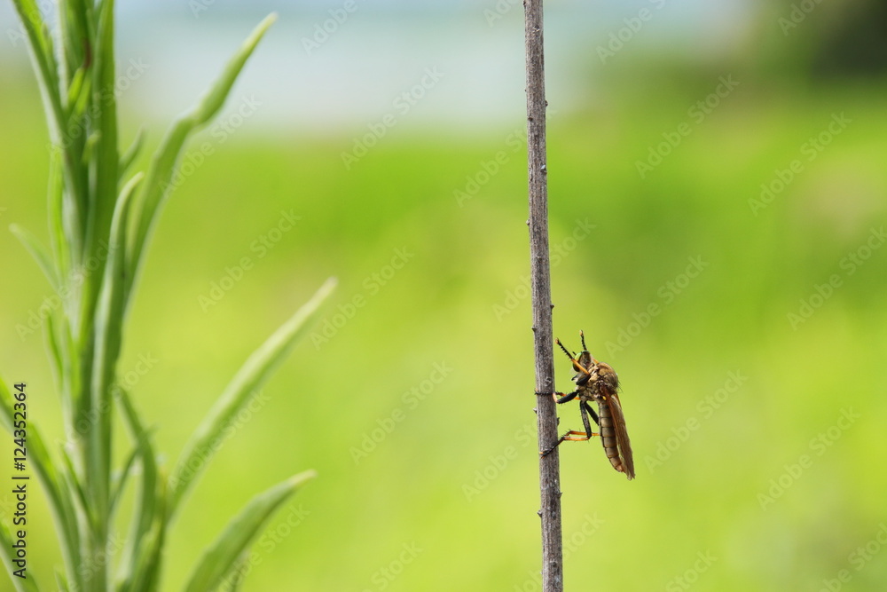 アオメアブ ハエ目アブ類ムシヒキアブ科 Stock Photo | Adobe Stock