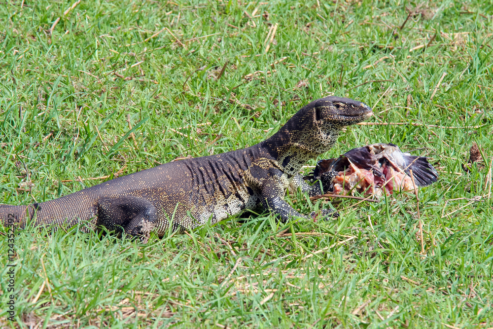 The Nile monitor (Varanus niloticus) In Botswana The Nile monitor (Varanus niloticus) In Botswana