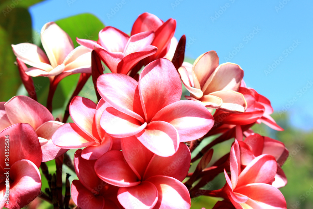 Hawaiian plumeria pink flower