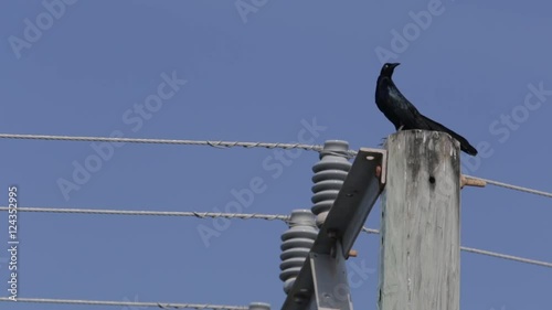 Black crow on a power line.