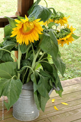 Garden party sunflower bouquet in a watering can.