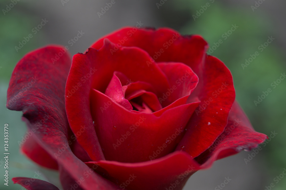 Red rose Red rose