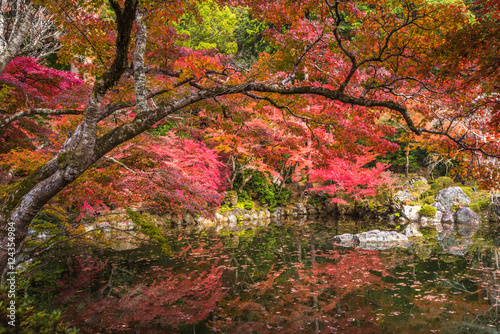 autunm trees photo