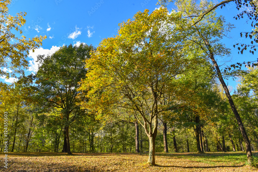 Naklejka premium Autunno nel parco