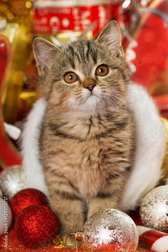 Foto Weihnachtskätzchen
