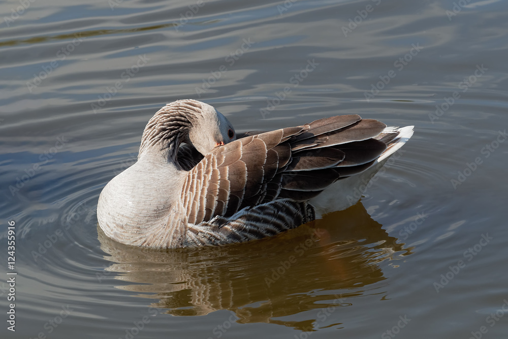 Greylag Goose reflected in the water as it cleans its feathers Greylag Goose reflected in the water as it cleans its feathers