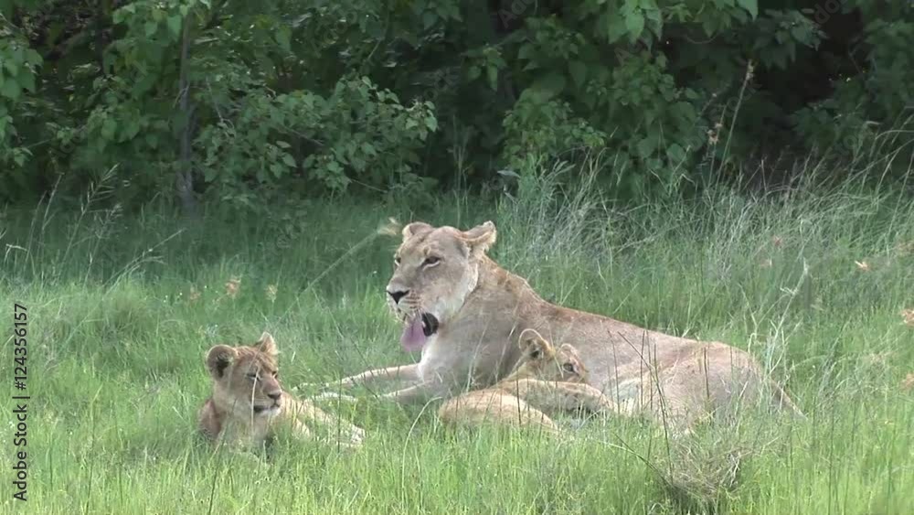 Lion wild dangerous mammal africa savannah Kenya Lion wild dangerous mammal africa savannah Kenya