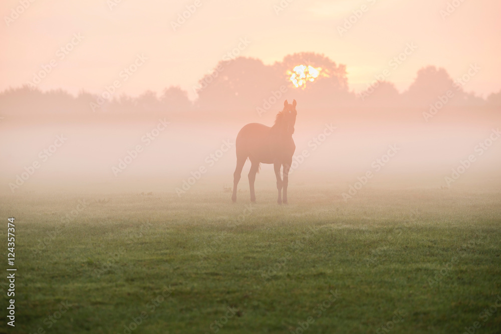 Fototapeta premium Silhouette of horse in foggy field at dawn. Geesteren. Gelderlan
