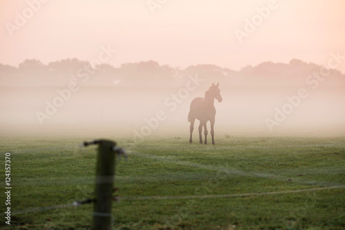 Fototapeta Naklejka Na Ścianę i Meble -  Silhouette of horse in foggy field at dawn. Geesteren. Gelderlan