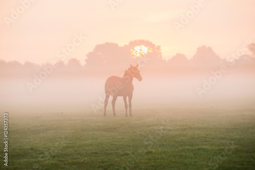 Silhouette of horse in foggy field at dawn. Geesteren. Gelderlan