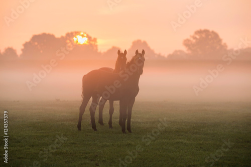 Two horses standing in foggy meadow at dawn. Geesteren. Gelderla © ysbrandcosijn
