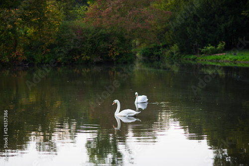 Quiet pond in the autumn park.