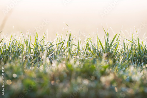 Close-up of grass with dew in morning light. photo