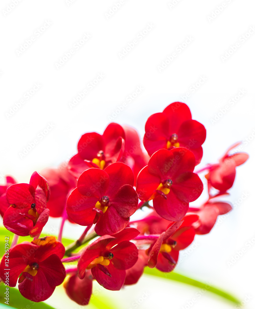 Obraz premium The red vanda on the white background