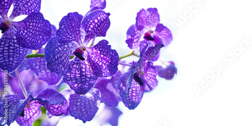 Fototapeta Naklejka Na Ścianę i Meble -  The vanda coerulea on the white background