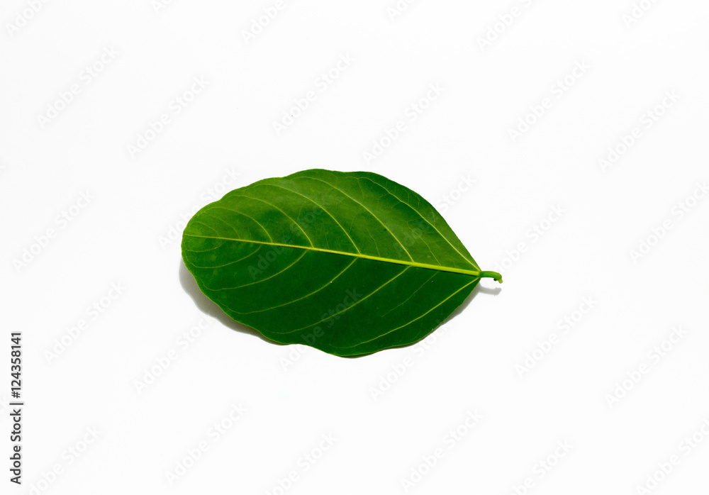 Obraz premium Leaves several colorful