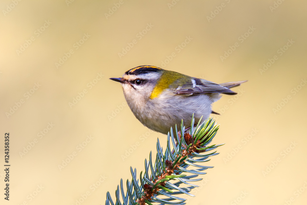 Fototapeta premium Sommergoldhähnchen der leichteste Vogel Europas