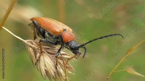 Rothalsbock, Roter Halsbock photo