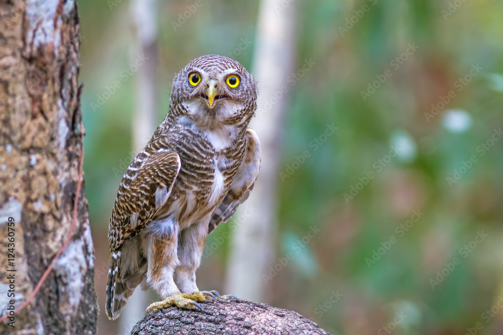 Obraz premium Close up beautiful bird Asian Barred Owlet (Glaucidium cuculoides) is a species of true owl standing on branch