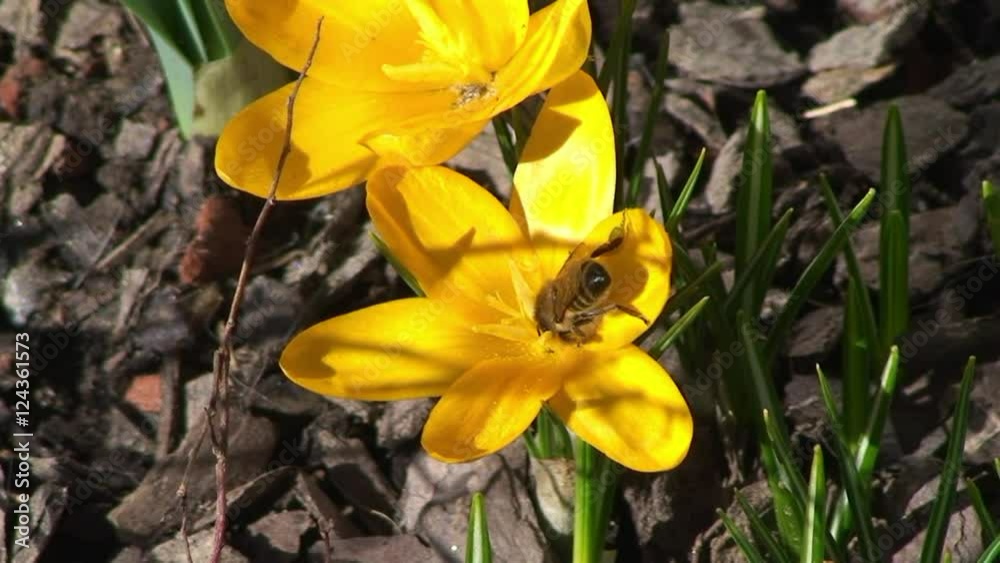 Eine Biene krabbelt in einer gelben Krokusblüte Eine Biene krabbelt in einer gelben Krokusblüte