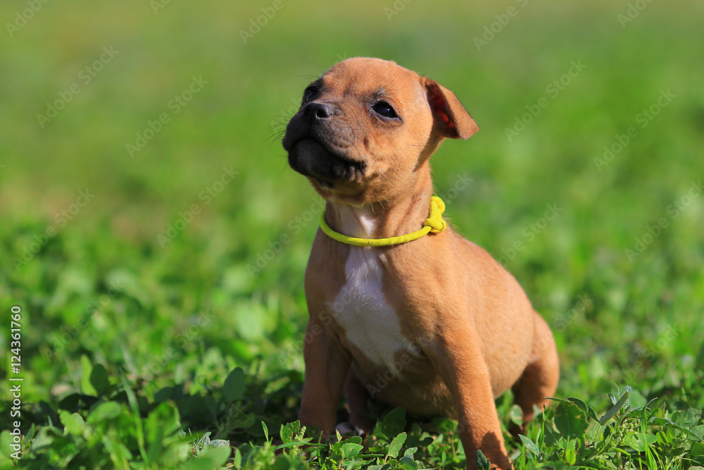 puppy staffordsshire bull terrier