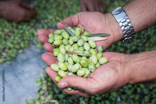 Hand presenting collected ripe green olives