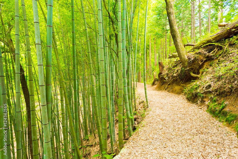 Bamboo Forest Path Less Taken Tsumago Castle H Stock Photo | Adobe Stock