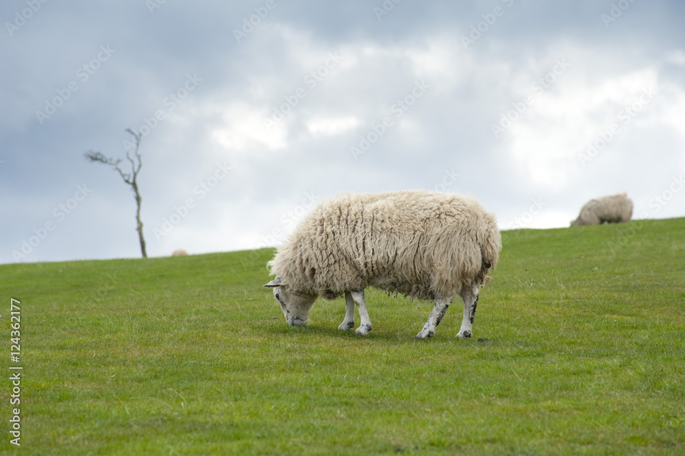 Beautiful grassy landscape with a sheep Beautiful grassy landscape with a sheep