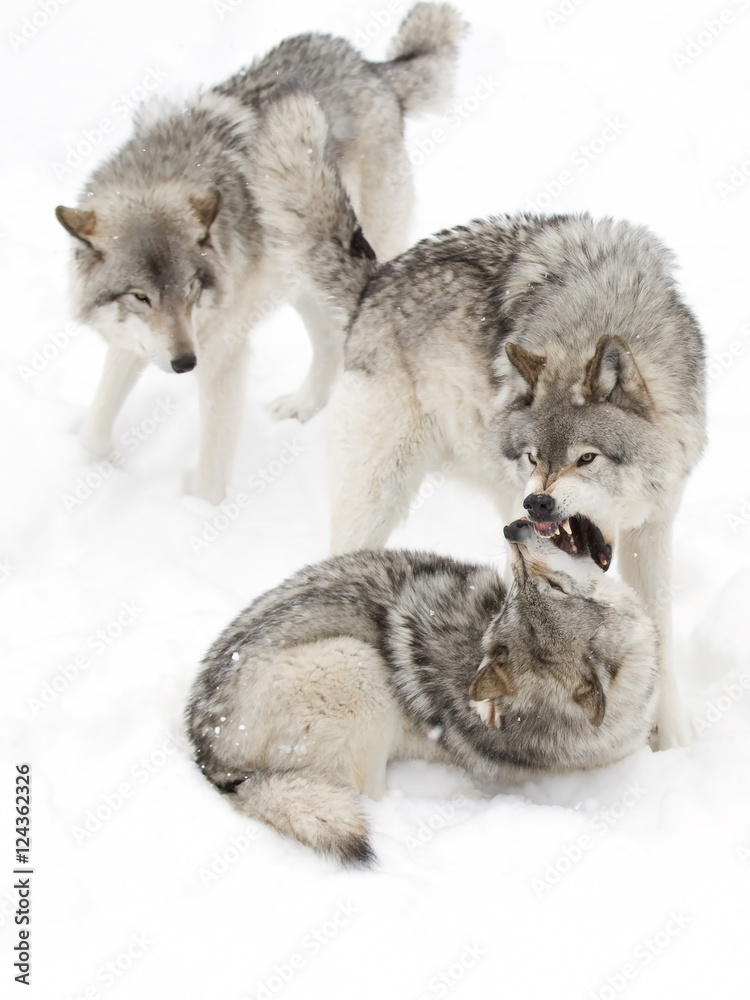 Obraz premium Timber wolves or Grey Wolf (Canis lupus) pack isolated on white background playing in the winter snow in Canada