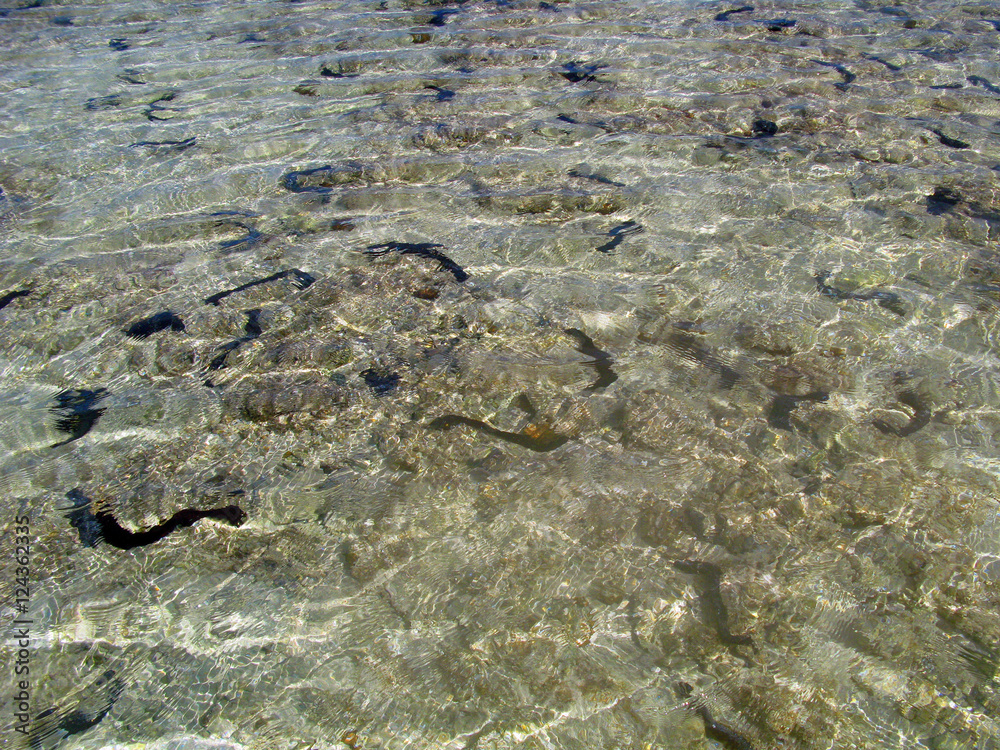 Sea Cucumbers