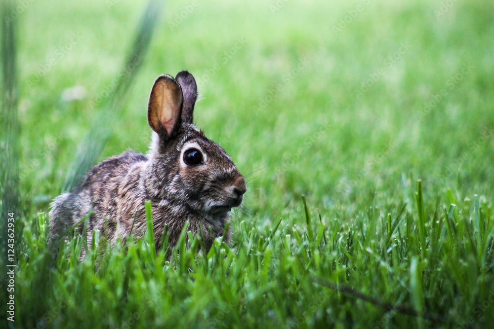 Fototapeta premium bunny green grass cute
