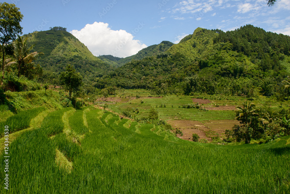 Tal mit Reisanbau in Indonesien mit Bergen im Hintergrund