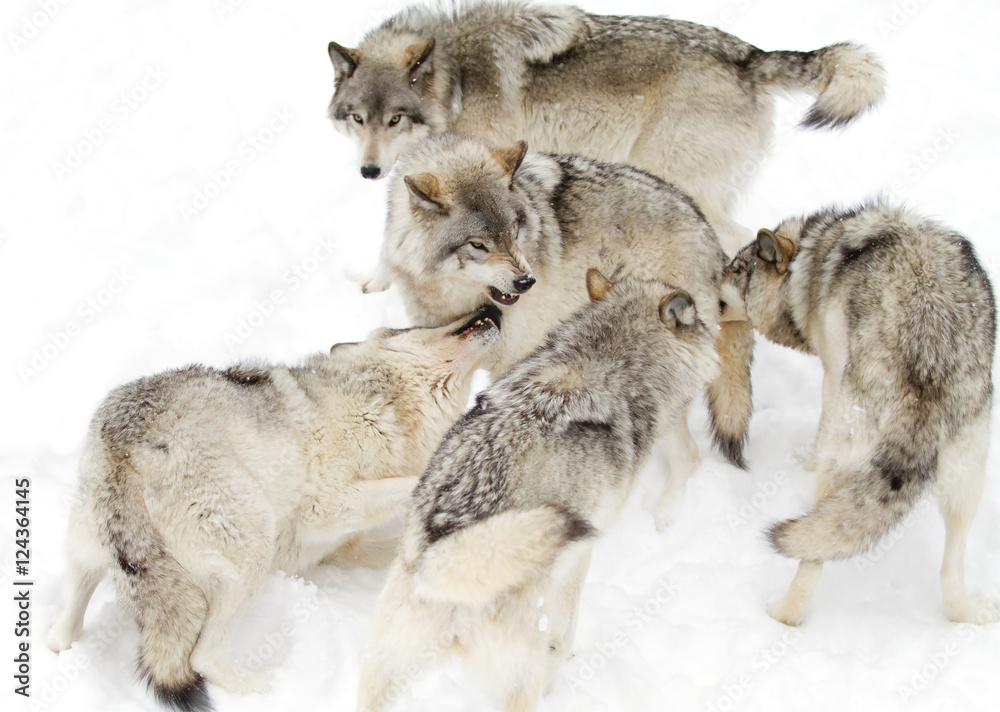 Fototapeta premium Timber wolves or Grey Wolf (Canis lupus) isolated on white background playing in the winter snow in Canada