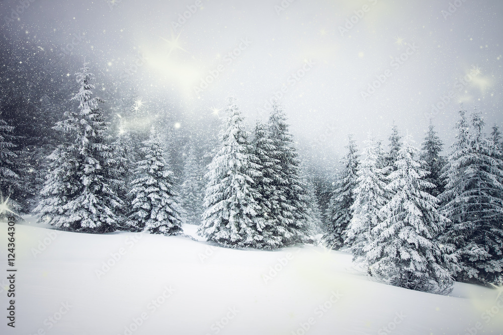  Christmas background with snowy fir trees