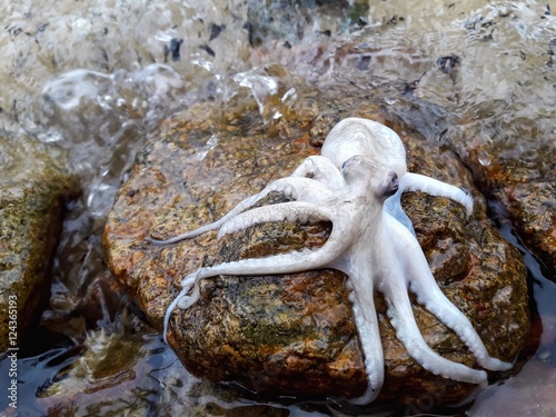 Octopus marine life,animal in nature background 