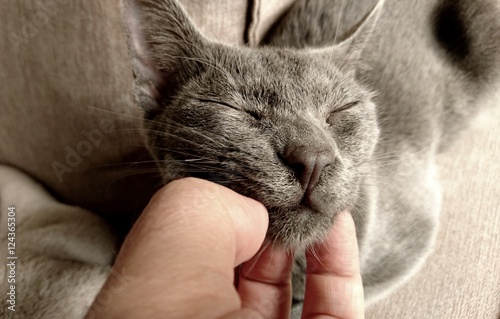 Un chaton qui se fait caresser