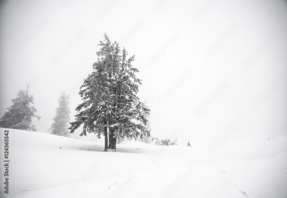 Fototapeta premium Christmas background with snowy fir trees